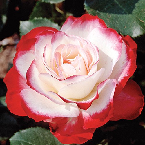 Cherry Parfait Rose Bush Reblooming Fragrant Hardy Shrub Rose Plant