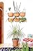 WallyGro Eco Vertical Garden Wall Planter 4 Pack Terracottathumb 2