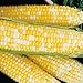 Honey N' Cream Corn 75 Seeds #0601 Item Upc#650348691929