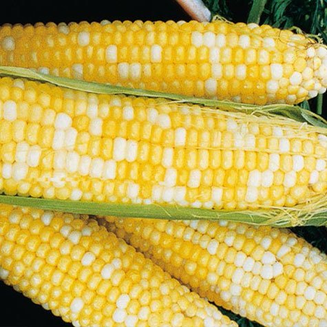 Honey N' Cream Corn 75 Seeds #0601 Item Upc#650348691929
