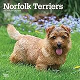Norfolk Terriers 2020 12 x 12 Inch Monthly Square Wall Calendar, Animals Dog Breeds Terriers by 
