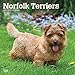 Norfolk Terriers 2020 12 x 12 Inch Monthly Square Wall Calendar, Animals Dog Breeds Terriers by 