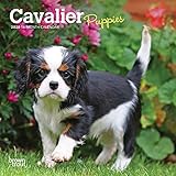 Cavalier King Charles Spaniel Puppies 2020 7 x 7 Inch Monthly Mini Wall Calendar, Animals Dog Breeds by
