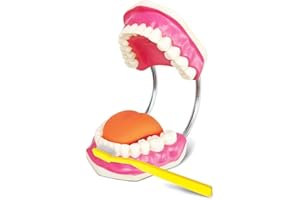 HADWYN 2024 Newest Design Dental Teeth Care Model for Medical Student Learning Tool,Adult Standard Demonstration Teeth Model,W/Giant Toothbrush, 32 Teeth, Kids Dental Care Teaching Demonstration Model,
