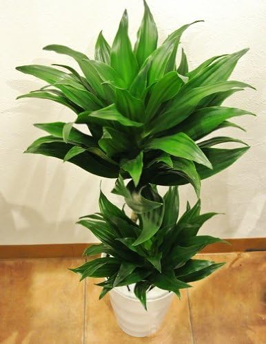 Amazon Co Jp 花言葉は 幸福 ドラセナ コンパクタ ５号鉢 ホーム キッチン