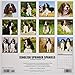 Just English Springer Spaniels 2019 Wall Calendar (Dog Breed Calendar)