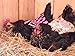 Louise's Country Closet Large Size 5 Pack Chicken Saddle
