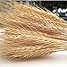Golden Dried Wheat Sheaves 100 Stems Bundle Premium Autumn Arrangements Full Wholesale DIY Home Table Wedding Xmas Halloween Decoration