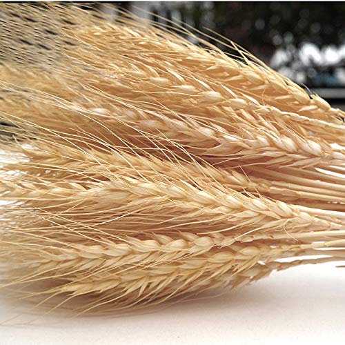 image for ABDQPC Golden Dried Wheat Sheaves 100 Stems Bundle Premium Autumn Arra