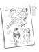 Sketching & Illustrating Birds: Professional Drawing Class