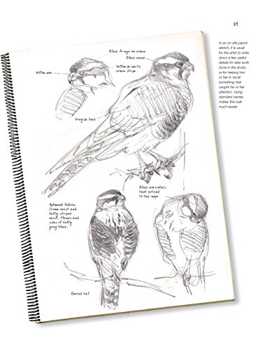 Sketching & Illustrating Birds: Professional Drawing Class - Thumbnail 6