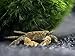 Aquatic Arts 2 Live Freshwater Pom Pom Crabs | Real Living Nano Aquarium Fish Tank Pet | Betta/Danio / Rasbora / Guppy Compatiblethumb 3