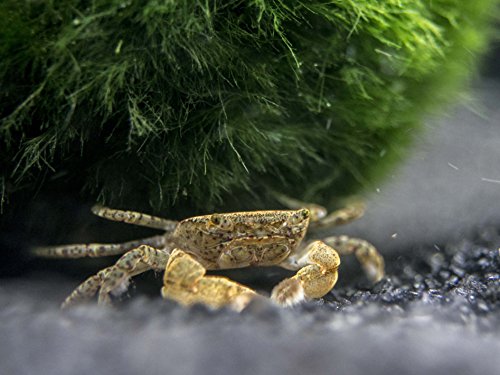 3 Live Pom Pom Crabs (Ptychognathus barbatus) .5 1