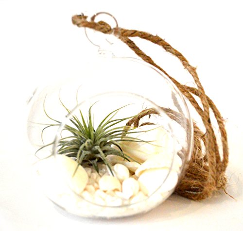 9GreenBox - Air Plant - Terrarium Kit with White Sand and Sea Shells