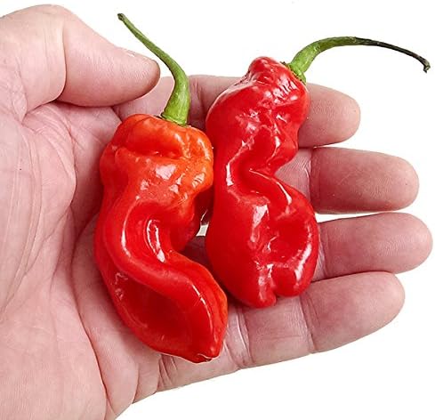 Goronong Red Chilli Seeds x 10