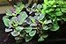 Lobelia Cardinalis Dwarf Live Aquarium Plants by AquariumPlantsFactory BUY2GET1FREE