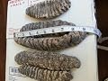 Sea Cucumber Natural Sun Dried Holuthuria Mexicana Large Size (4lbs)