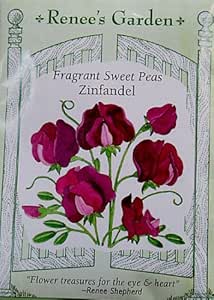 Amazon.com : Sweet Pea Seeds - Fragrant Zinfandel : Sweet Pea Plants