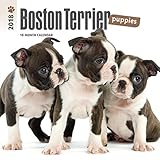 Image de Boston Terrier Puppies 2018 7 x 7 Inch Monthly Mini Wall Calendar, Animals Dog Breeds Terrier Puppies