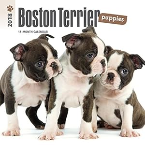 Boston Terrier Puppies 2018 7 x 7 Inch Monthly Mini Wall Calendar, Animals Dog Breeds Terrier Puppies