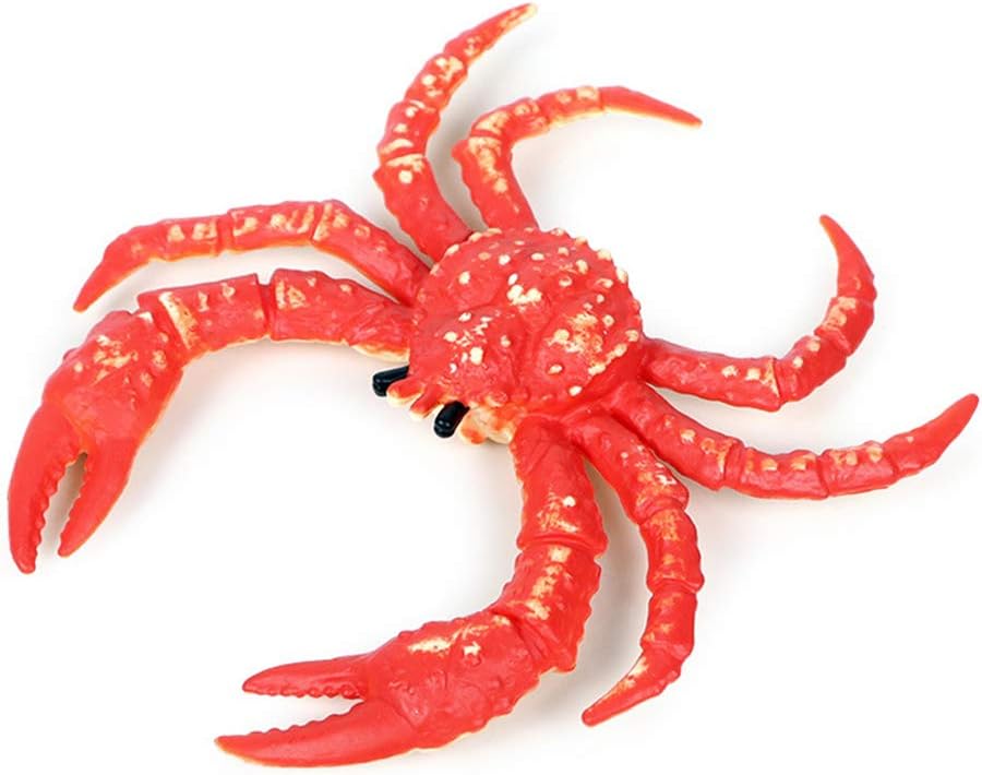 hermit crabs for kids