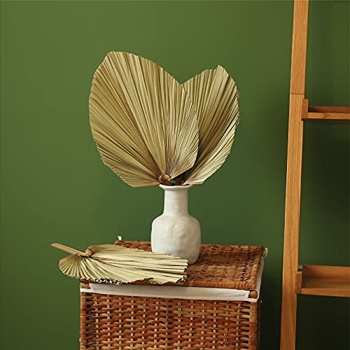 Natural Large Dried Palm Leaves3 Pcs 17.7 Inch Dried Palm Spears Plant