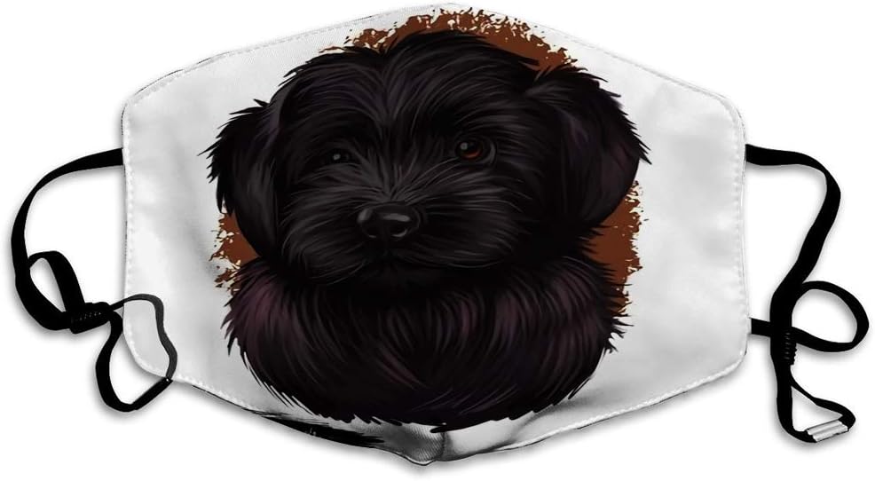 cao da serra de aires puppies