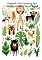 Livro Explorando a Vida Selvagem da Selva Amazônica: Animais da Floresta Tropical: Descubra a Vida Selvagem da Selva Amazônica: Uma viagem cativante pelo vibrante mundo dos animais amazônicos"
