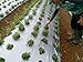 Whole Dried Stevia Leaves,3.00 oz,100% Natural Green Stevia Leaf from South America.