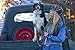 Mendota Pet Slip Leash - Dog Lead and Collar Combo - Made in The USA - Blue, 1/2 in x 6 ft - for Large Breeds