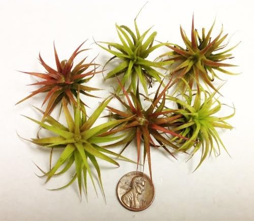 Ionantha Mexican Air Plants by Glass Home Gardens