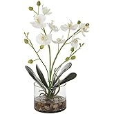 Uttermost Glory - Orchid-15.75 Inches Tall and 12 Inches Wide