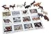 Montessori Animal Match - Miniature North American Wildlife Animal Toy Figurines with Matching Cards - 2 Part Cards. Montessori Learning Toy, Language Materials Busy Bag Activity
