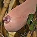 Ploy Melon Seeds Woman Breast Vegetables and fruit