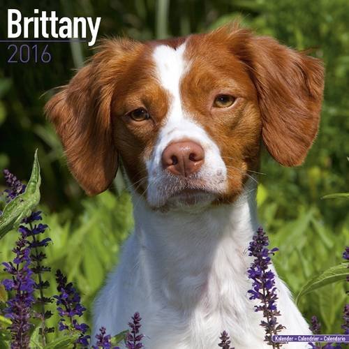 Brittany Calendar - Only Dog Breed Brittanys Calendar - 2016 Wall calendars - Brittanys Dog Calendars - Monthly Wall Calendar by Avonside