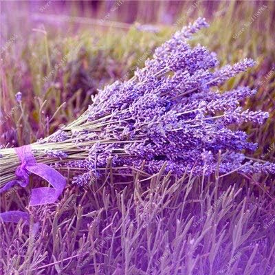Amazon 3 ラベンダーの種 鍋の美しい花の種 非常に香り高い 家庭菜園のためのラベンダーの植物植栽盆栽の装飾 100個 花
