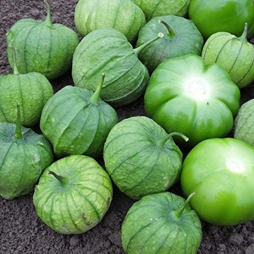 Tamayo F1 Hybrid Tomatillo Seeds - for green salsas and Mexican cooking.!!!(10 - Seeds)