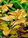 Ludwigia Repens 'Ovalis' - Live Aquarium Plants Freshwater Decorations BUY2GET1FREE