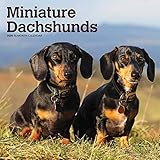 Miniature Dachshunds 2020 12 x 12 Inch Monthly Square Wall Calendar, Animals Small Dog Breeds by 