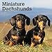 Miniature Dachshunds 2020 12 x 12 Inch Monthly Square Wall Calendar, Animals Small Dog Breeds by 
