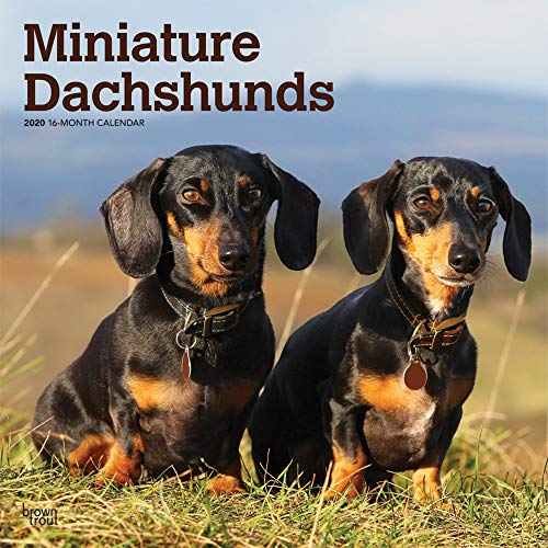 Miniature Dachshunds 2020 12 x 12 Inch Monthly Square Wall Calendar, Animals Small Dog Breeds by 