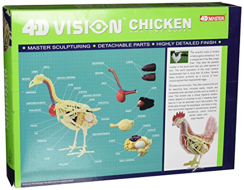 Tedco 4D Vision Chicken Anatomy Model - //medicalbooks.filipinodoctors.org