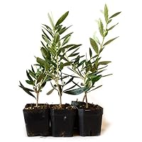 9Greenbox Tree of Peace, Olive Tree-Olea Europaea, 4 Pound (Pack of 6)