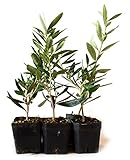 9Greenbox Tree of Peace, Olive Tree-Olea Europaea, 4 Pound (Pack of 6)