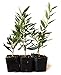 9Greenbox Tree of Peace, Olive Tree-Olea Europaea, 4 Pound (Pack of 6) primary
