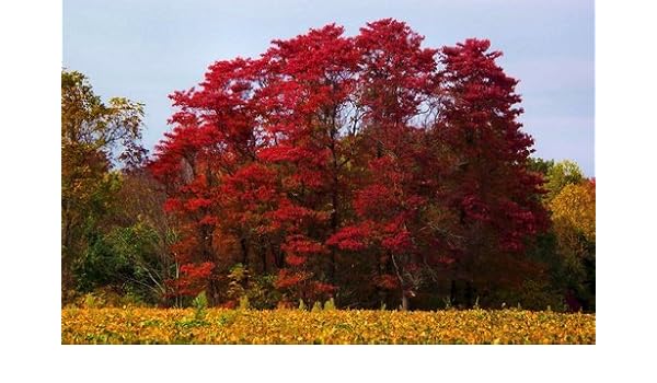 Amazoncom 15 Seeds Of Sassafras Tree Albidum Root Beer - 
