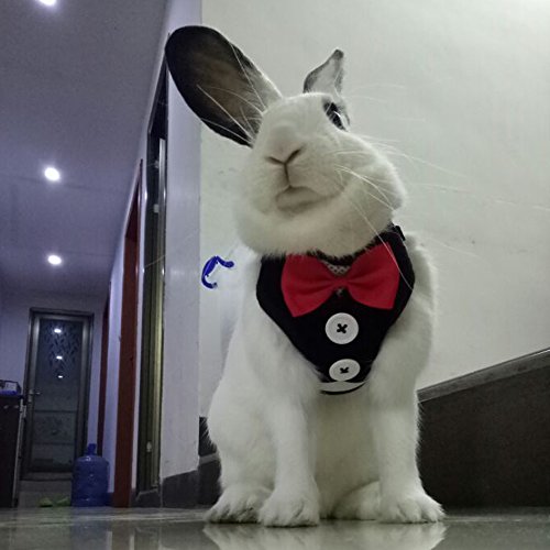 Layboo Soft Handsome Collar Rabbit Little Dogs Cats Harness With Leash Size (M, black) - Thumbnail 7