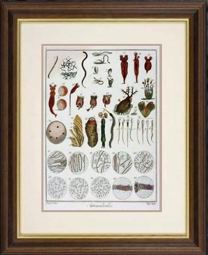 Print of ''Animalcules' observed by Anton van Leeuwenhoek, c1795.' in Black Frame