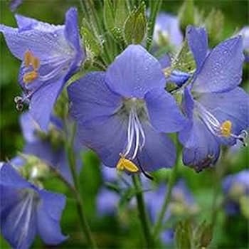 Jacobs Ladder- Blue- 50 Seeds