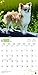 Longhaired Chihuahuas 2018 12 x 12 Inch Monthly Square Wall Calendar, Animals Small Dog Breeds